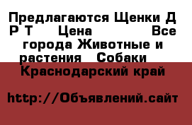 Предлагаются Щенки Д.Р.Т.  › Цена ­ 15 000 - Все города Животные и растения » Собаки   . Краснодарский край